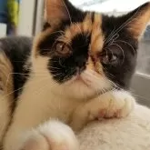 エキゾチックショートヘア