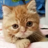 エキゾチックショートヘア