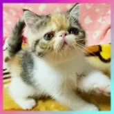 エキゾチックショートヘア
