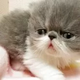 エキゾチックショートヘア