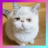 エキゾチックショートヘア【京都府・女の子・2025年6月16日・ブルーポイント】の写真2