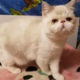 エキゾチックショートヘア【京都府・女の子・2025年6月16日・ブルーポイント】の写真3