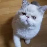 エキゾチックショートヘア【京都府・女の子・2025年6月16日・ブルーポイント】の写真6