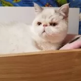 エキゾチックショートヘア【京都府・女の子・2025年6月16日・ブルーポイント】の写真7