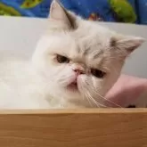 エキゾチックショートヘア【京都府・女の子・2025年6月16日・ブルーポイント】の写真8