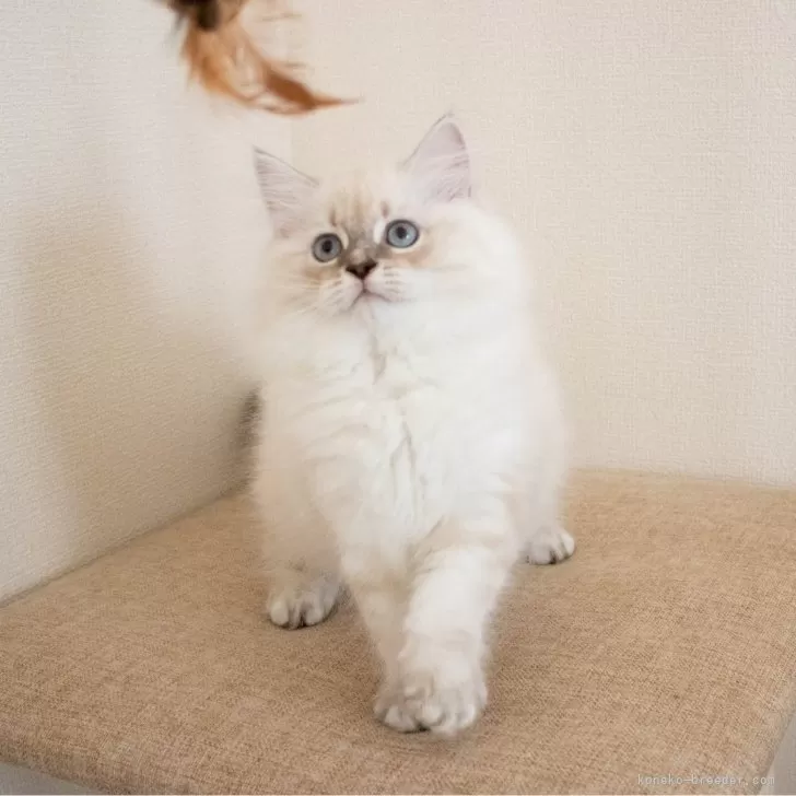ID:2407-00842の子猫