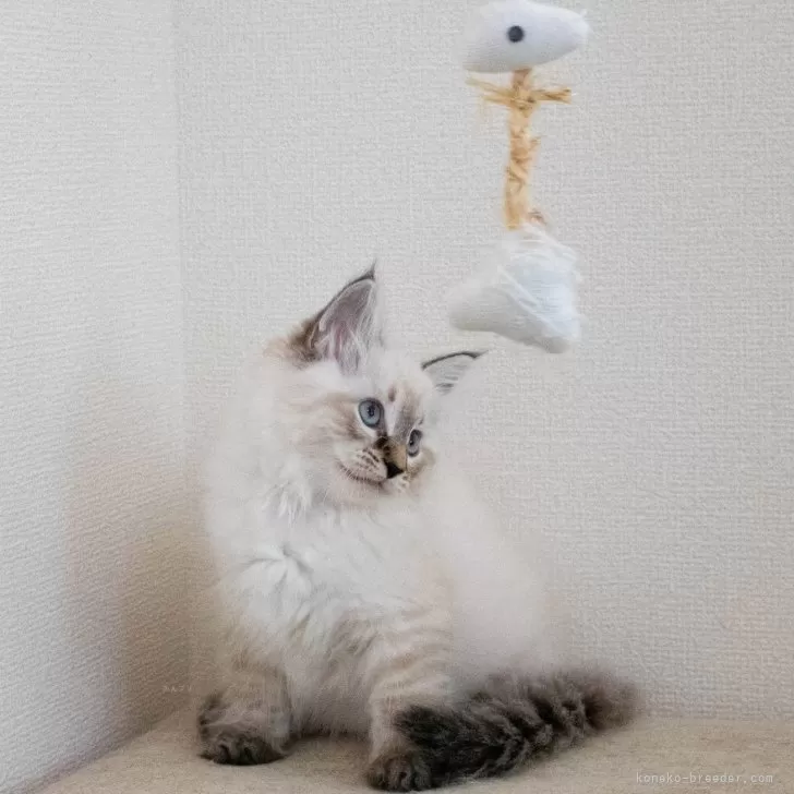 ID:2409-01594の子猫