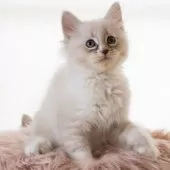 サイベリアン【兵庫県・男の子・2025年3月24日・ブルーリンクスポイントウィズホワイト】の写真10「最新のお写真です✨️」