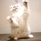 サイベリアン【兵庫県・男の子・2025年8月10日・ブルーリンクスポイントアンドホワイト】の写真5