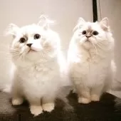 サイベリアン【兵庫県・女の子・2025年8月10日・ブルーリンクスポイントアンドホワイト】の写真13