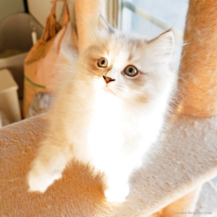 ブリーダー画像