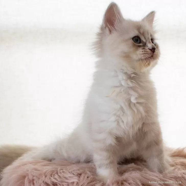 ID:2505-01403の子猫