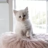 サイベリアン【兵庫県・男の子・2025年3月24日・ブルーリンクスポイントウィズホワイト】の写真5