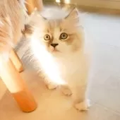 サイベリアン【兵庫県・男の子・2025年8月10日・ブルーリンクスポイントアンドホワイト】の写真5