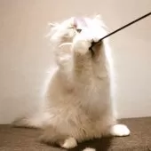 サイベリアン【兵庫県・男の子・2025年8月10日・ブルーリンクスポイントアンドホワイト】の写真9