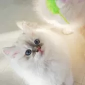 サイベリアン【兵庫県・女の子・2025年8月10日・ブルーリンクスポイントアンドホワイト】の写真2