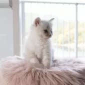 サイベリアン【兵庫県・男の子・2025年3月24日・ブルーリンクスポイントウィズホワイト】の写真6