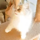 サイベリアン【兵庫県・男の子・2025年8月10日・ブルーリンクスポイントアンドホワイト】の写真7