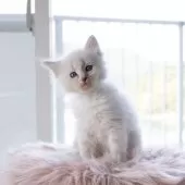 サイベリアン【兵庫県・男の子・2025年3月24日・ブルーリンクスポイントウィズホワイト】の写真8