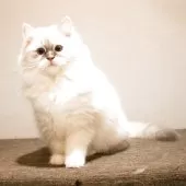 サイベリアン【兵庫県・女の子・2025年8月10日・ブルーリンクスポイントアンドホワイト】の写真9