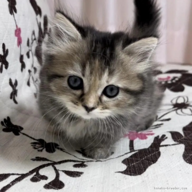 ID:2209-00690の子猫