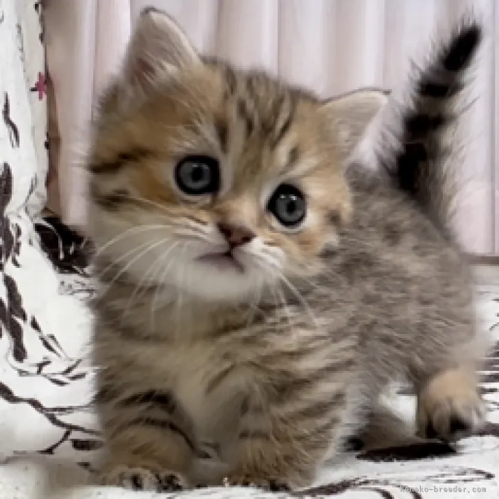 ID：2301-02257の子猫