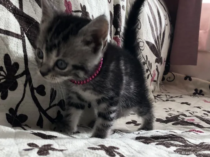 ID：1912-00143の子猫