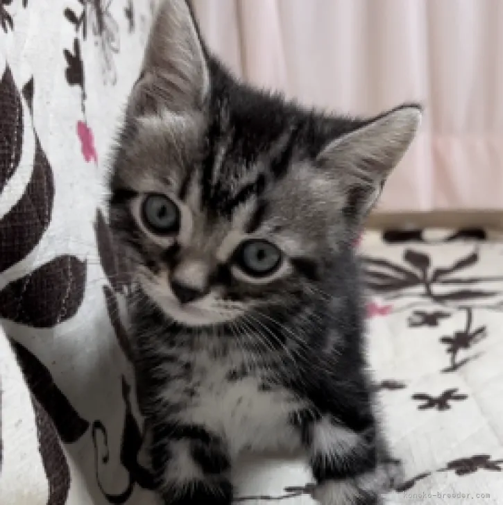 ID：2302-00263の子猫