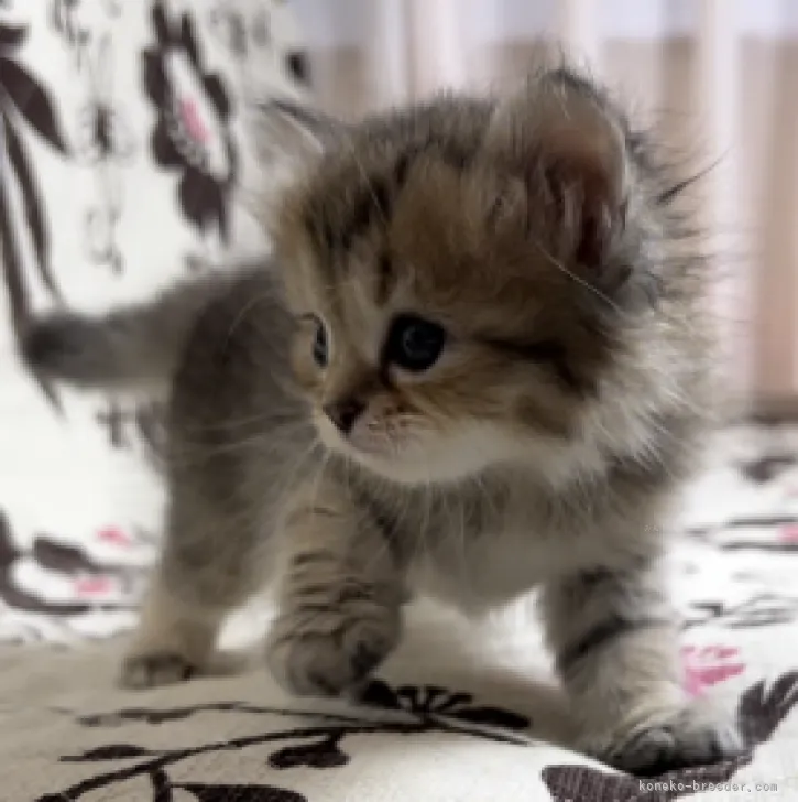 ID:2309-02012の子猫