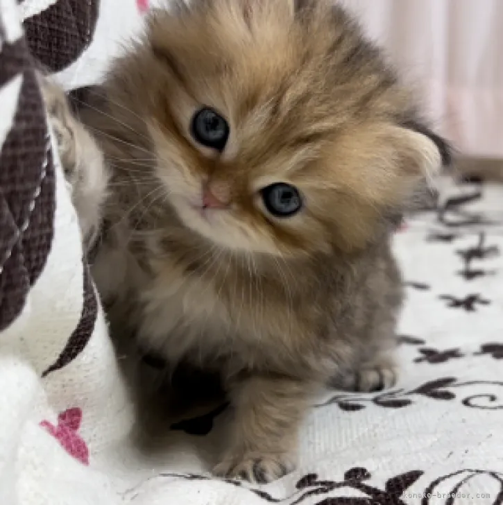 ID：2301-02260の子猫