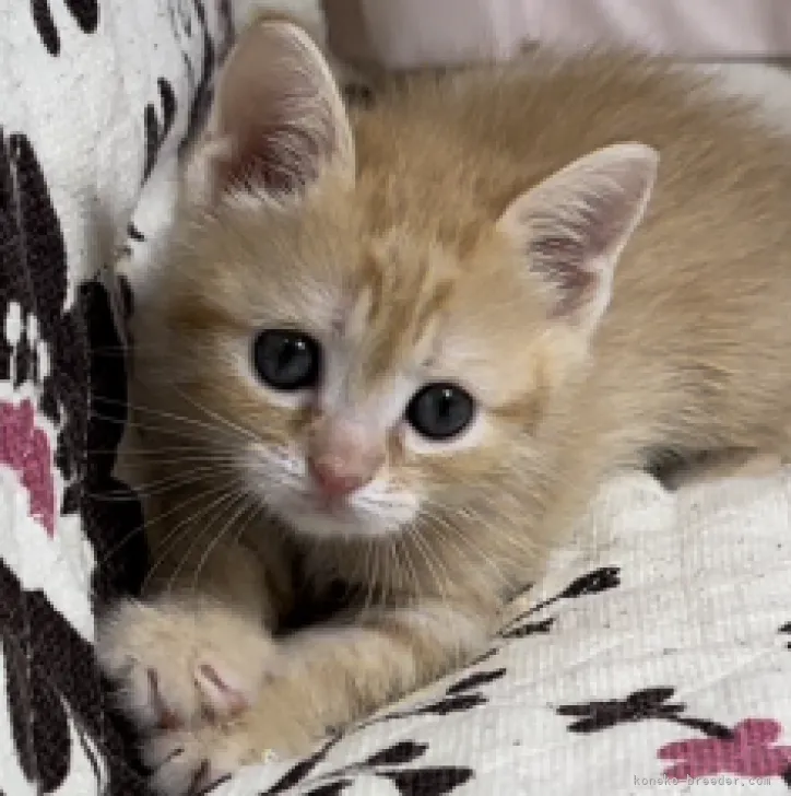 ID：2303-02565の子猫