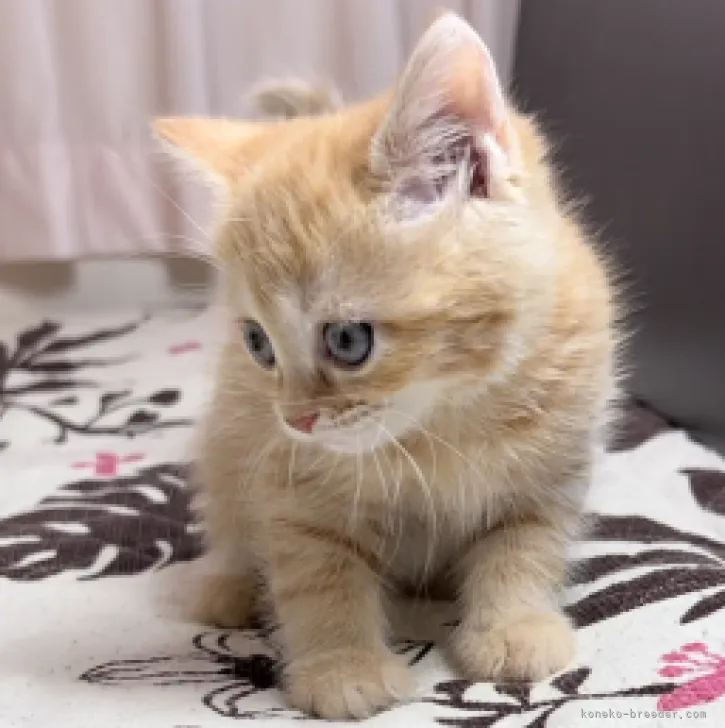 ID：2304-00489の子猫