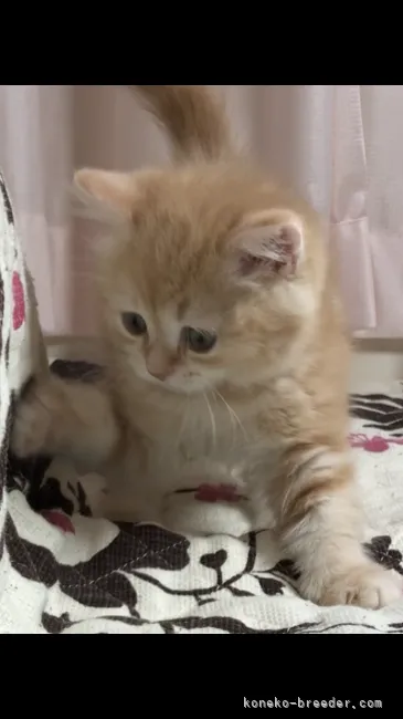 ID:2107-02244の子猫