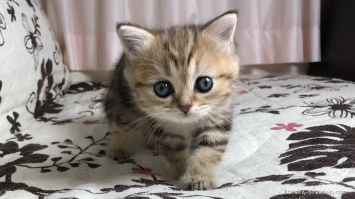 ID：2112-01443の子猫