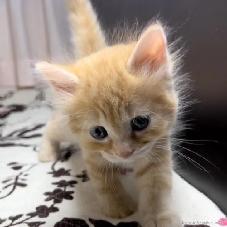 ID：2211-01133の子猫