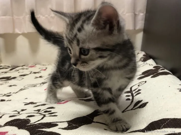 ID:2102-00127の子猫