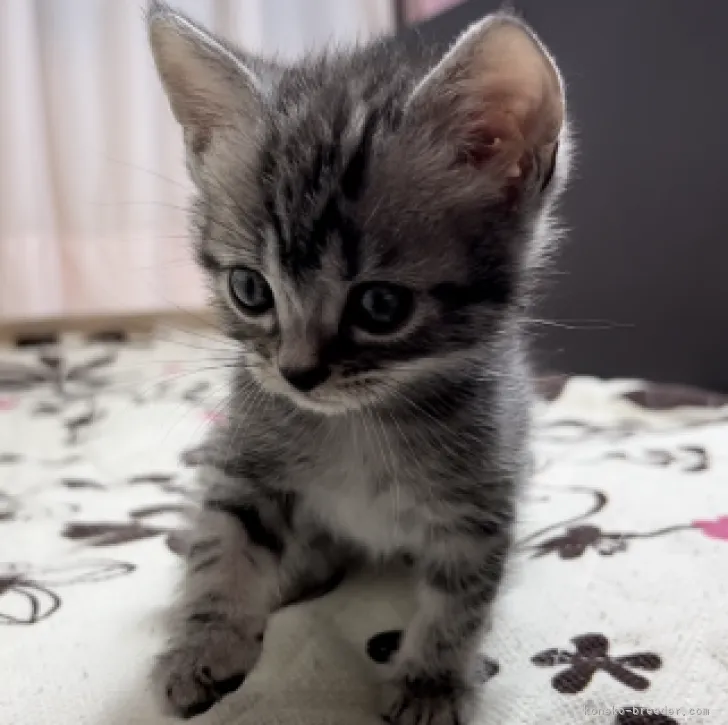 ID：2301-02247の子猫