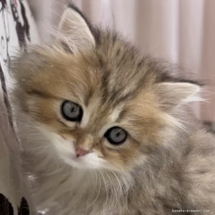 ID：2312-01521の子猫