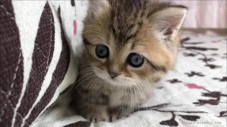ID：2112-01442の子猫