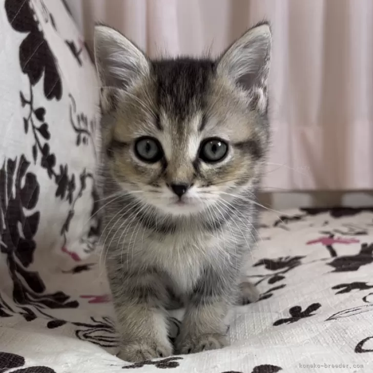 ID：2312-01931の子猫