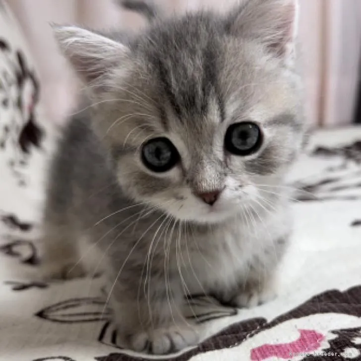 Y.K. 様のお迎えした子猫