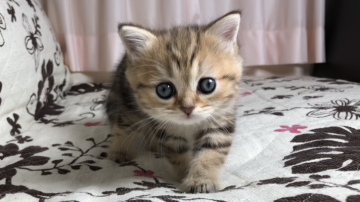 ミヌエット【福井県・女の子・2021年10月28日・ブラウンタビー】の写真「🐱かわいい可愛い女の子です。」