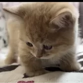 ミヌエット(短足)【福井県・男の子・2023年10月20日・レッドタビー】の写真3