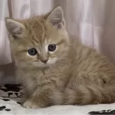 ミヌエット(短足)【福井県・男の子・2023年10月20日・レッドタビー】の写真4