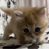 ミヌエット(長足)【福井県・女の子・2024年3月22日・レッドタビー(セミロング)】の写真5