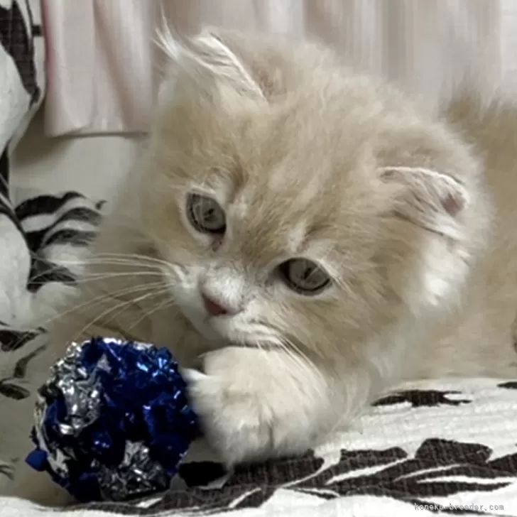 ID：2506-00946の子猫