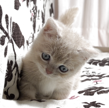 ミヌエット(短足)【福井県・男の子・2025年9月28日・クリームタビー】の写真「🐱とても懐っこく可愛い短足くんです🐾」