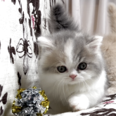 ミヌエット(短足)