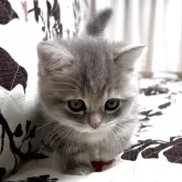 ミヌエット(短足)【福井県・女の子・2025年9月28日・ブルーパッチドタビー】の写真2