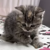 ミヌエット(長足)【福井県・女の子・2024年11月26日・ブラウンパッチドタビー】の写真2